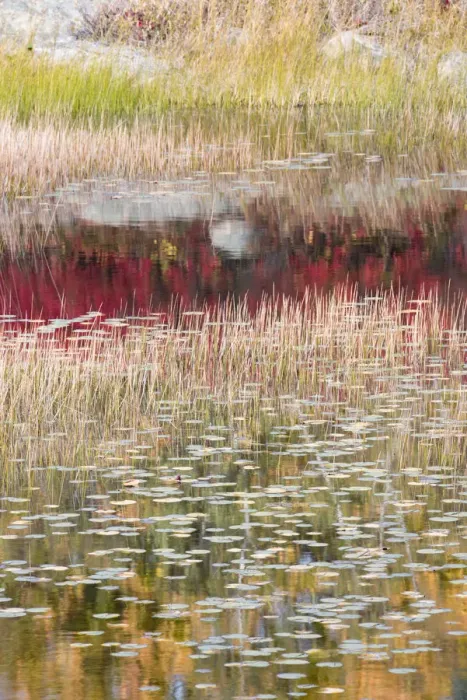 Framed Print : USA, Maine. Reflections, New Mills Meadow Pond, Acadia National Park Framed Print : USA, Maine. Reflections, New Mills Meadow Pond, Acadia National Park
