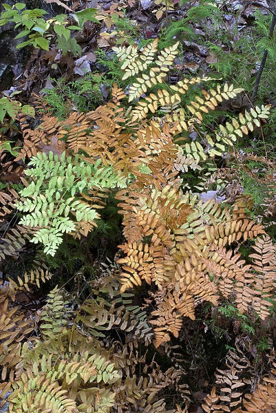 USA, Maine. Royal Ferns (Osmunda regalis) growing along Duck Brook, Acadia National Park