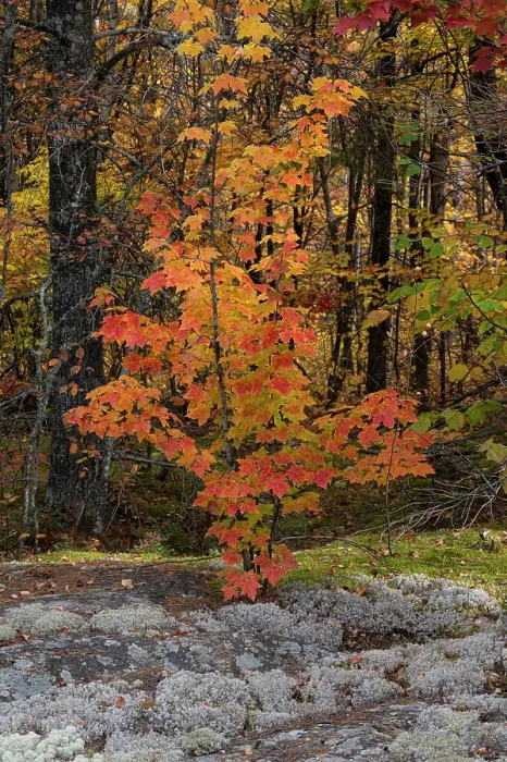 Framed Print : USA, Maine. Small maple tree, Baxter State Park