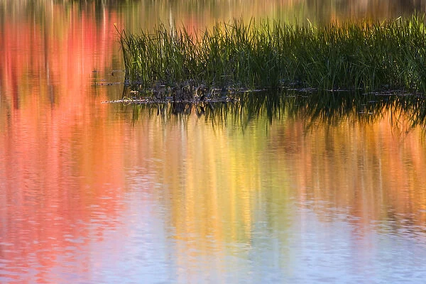 USA, Maine, South Paris. Grasses growing in water reflecting colorful autumn trees