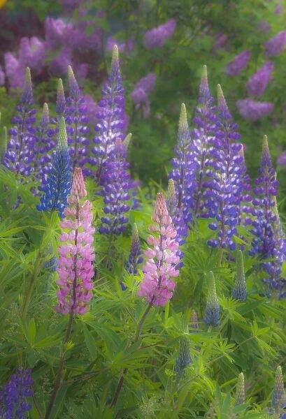 USA, Maine, Southwest Harbor. Blooming lupine flowers in garden