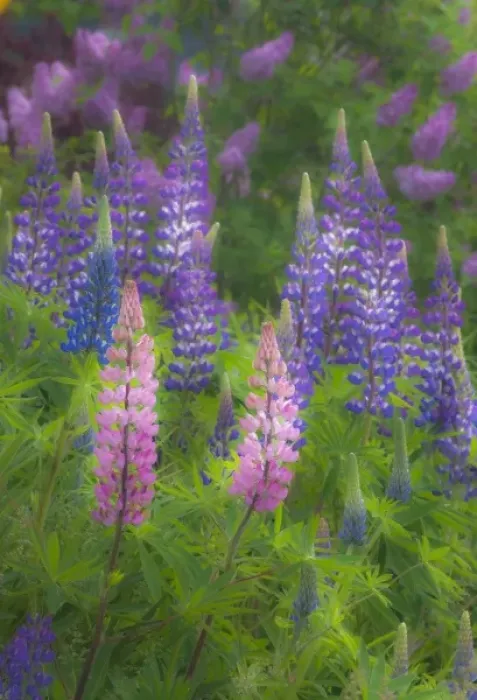 Framed Print : USA, Maine, Southwest Harbor. Blooming lupine flowers in garden