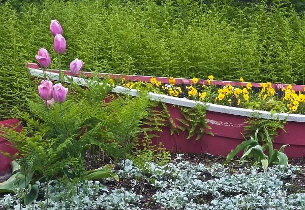 USA, Maine, Southwest Harbor. Wooden boat used as flower planter in garden