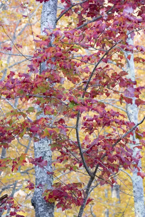 Framed Print : USA, Maine. Sugar Maple, Sieur de Monts, Acadia National Park Framed Print : USA, Maine. Sugar Maple, Sieur de Monts, Acadia National Park