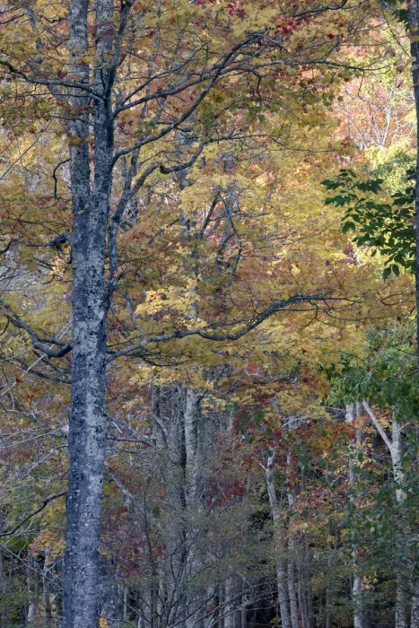 Framed Print : USA, Maine. Tall autumn forests of Sieur de Monts, Acadia National Park