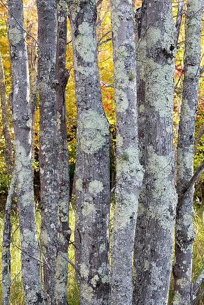 USA, Maine. Tree trunks with lichen and colorful background of autumn leaves, Sieur