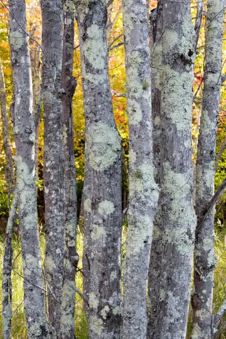 Framed Print : USA, Maine. Tree trunks with lichen and colorful background of autumn leaves, Sieur