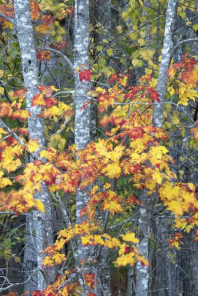 USA, Maine. Vibrant colors of the Sugar Maple, Sieur de Monts, Acadia National Park