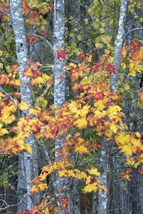 Framed Print : USA, Maine. Vibrant colors of the Sugar Maple, Sieur de Monts, Acadia National Park