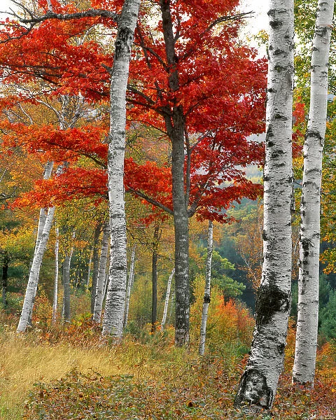 USA, Maine, Wyman Lake. Forest of birch and maples in autumn colors. Credit as: Steve