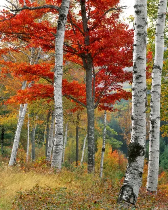 Framed Print : USA, Maine, Wyman Lake. Forest of birch and maples in autumn colors. Credit as: Steve