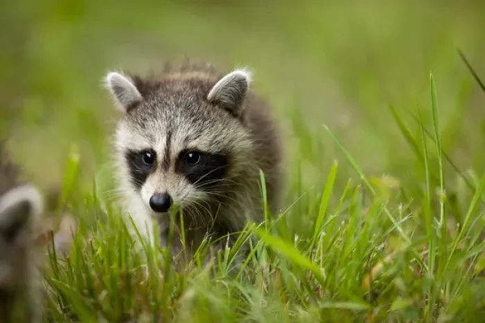 Framed Print : USA, Maryland, Assateague Island National Seashore, Young Raccoon (Procyon lotor)