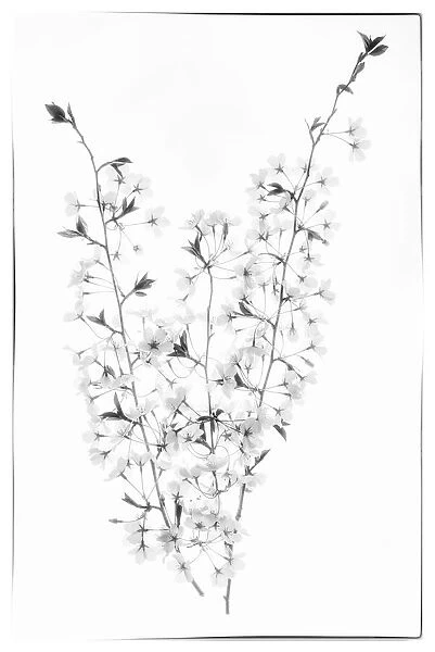 USA, Maryland, Bethesda. Cherry blossoms in black and white