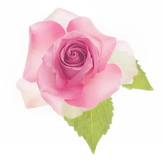 Framed Print : USA, Maryland, Bethesda, Pink Rose, Digitally Altered Framed Print : USA, Maryland, Bethesda, Pink Rose, Digitally Altered