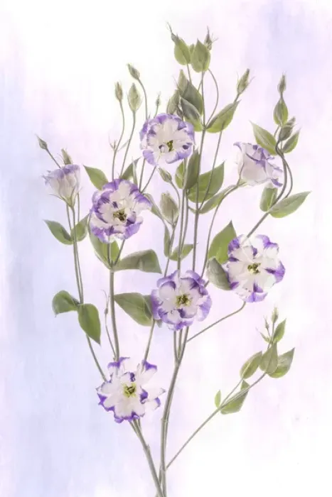 Framed Print : USA, Maryland, Bethesda, Purple and White, Digitally Altered