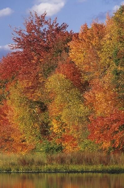 USA, Massachusetts, Acton. Reflection of autumn foliage in pond
