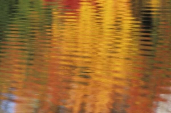 USA, Massachusetts, Acton. Reflection of autumn foliage in pond with ripples