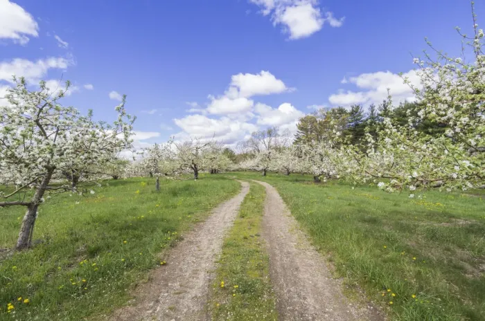Framed Print : USA, Massachusetts, Bolton. Apple trees in bloom Framed Print : USA, Massachusetts, Bolton. Apple trees in bloom