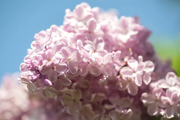 USA, Massachusetts, Boston, Arnold Arboretum, pink lilac tree