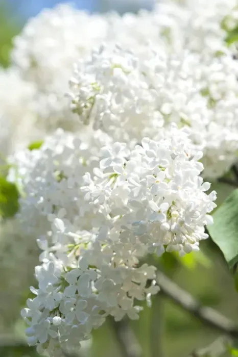 Framed Print : USA, Massachusetts, Boston, Arnold Arboretum, white lilac tree