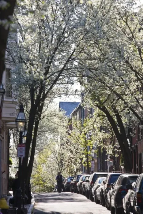 Framed Print : USA, Massachusetts, Boston, Beacon Hill. Pinckney Street, spring blossoms