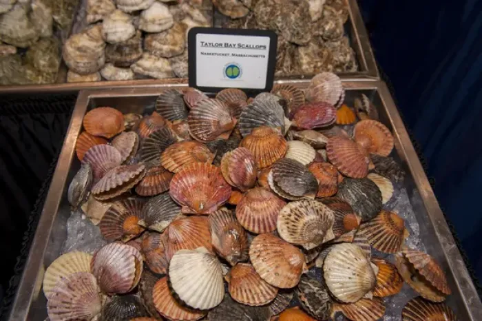 Framed Print : USA, Massachusetts, Boston, Boston Food and Restaurant Show, oysters, scallops Framed Print : USA, Massachusetts, Boston, Boston Food and Restaurant Show, oysters, scallops