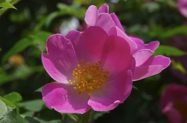 USA, Massachusetts, Boylston, Tower Hill Botanic Garden, close-up of pink paeonie