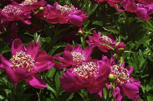 USA, Massachusetts, Boylston, Tower Hill Botanic Garden, paeonies in bloom