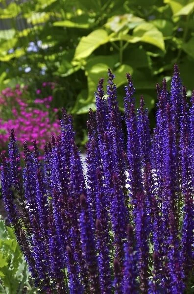 USA; Massachusetts; Boylston; Tower Hill Botanic Garden; purple liatris