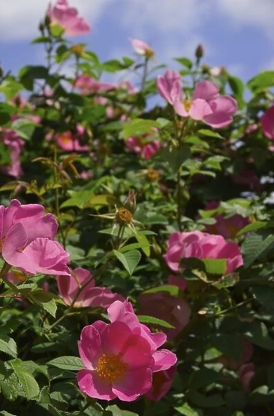 USA, Massachusetts, Boylston, Tower Hill Botanic Garden, pink paeonies in bloom
