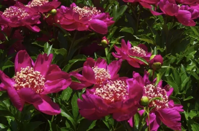 Framed Print : USA, Massachusetts, Boylston, Tower Hill Botanic Garden, paeonies in bloom Framed Print : USA, Massachusetts, Boylston, Tower Hill Botanic Garden, paeonies in bloom
