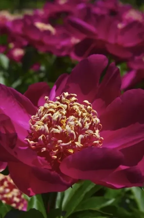 Framed Print : USA, Massachusetts, Boylston, Tower Hill Botanic Garden, close-up of paeonies in bloom Framed Print : USA, Massachusetts, Boylston, Tower Hill Botanic Garden, close-up of paeonies in bloom