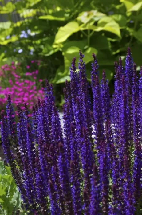 Framed Print : USA; Massachusetts; Boylston; Tower Hill Botanic Garden; purple liatris Framed Print : USA; Massachusetts; Boylston; Tower Hill Botanic Garden; purple liatris