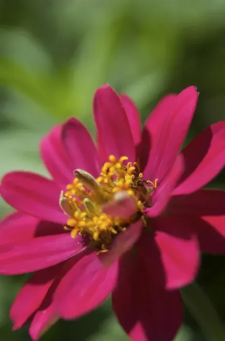 Framed Print : USA, Massachusetts, Boylston, Tower Hill Botanical Garden, pink Zinnia Framed Print : USA, Massachusetts, Boylston, Tower Hill Botanical Garden, pink Zinnia