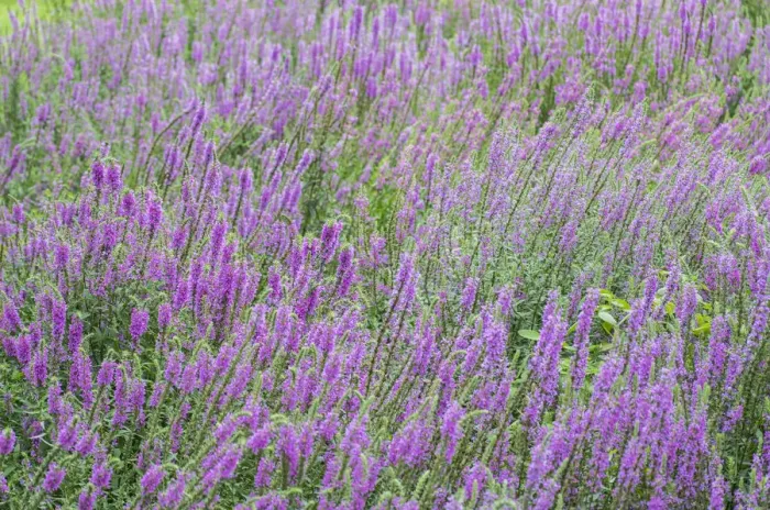 Framed Print : USA, Massachusetts, Cape Ann, Annisquam, purple loosestrife, Lythrum salicaria, late