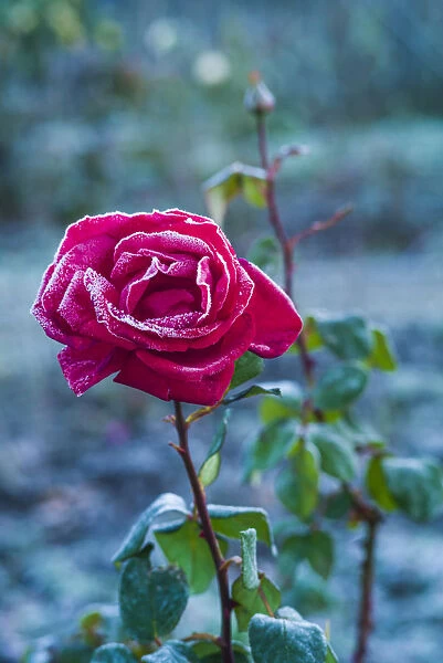 USA, Massachusetts, Cape Ann, Annisquam. Roses after first frost