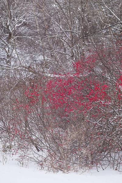 USA, Massachusetts, Cape Ann, Annisquam. Winterberries, Ilex verticillata, winter