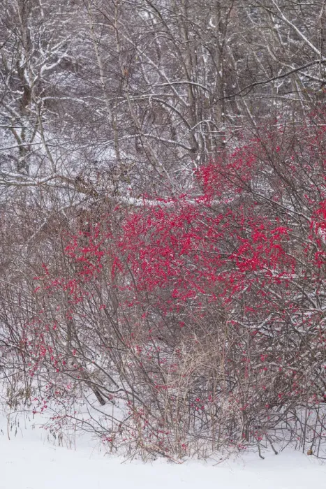 Framed Print : USA, Massachusetts, Cape Ann, Annisquam. Winterberries, Ilex verticillata, winter Framed Print : USA, Massachusetts, Cape Ann, Annisquam. Winterberries, Ilex verticillata, winter