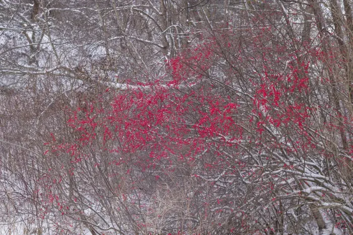 Framed Print : USA, Massachusetts, Cape Ann, Annisquam. Winterberries, Ilex verticillata, winter Framed Print : USA, Massachusetts, Cape Ann, Annisquam. Winterberries, Ilex verticillata, winter