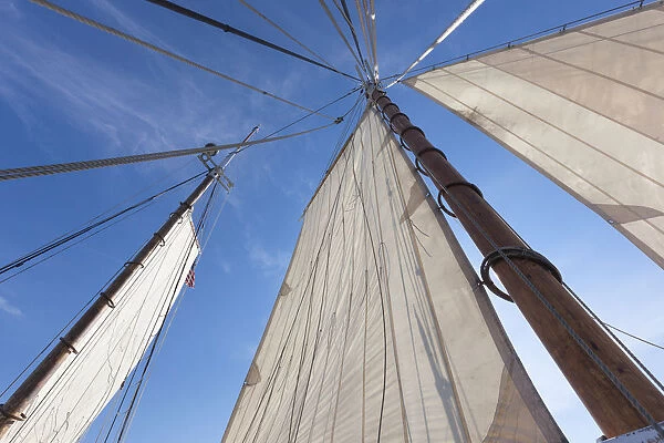USA, Massachusetts, Cape Ann, Gloucester. Gloucester Schooner Festival, schooner sails