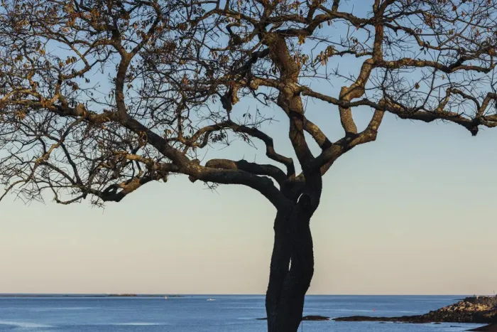 Framed Print : USA, Massachusetts, Cape Ann, Rockport, tree over Front Beach at dusk Framed Print : USA, Massachusetts, Cape Ann, Rockport, tree over Front Beach at dusk