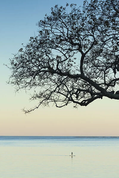 USA, Massachusetts, Cape Ann, Rockport, tree over Front Beach at dusk