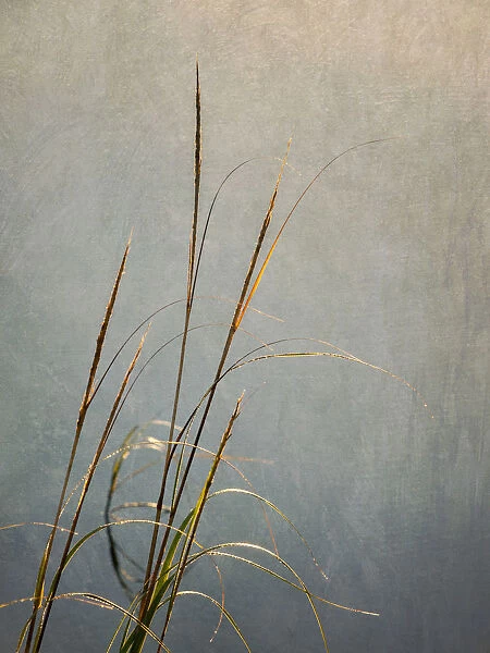 USA, Massachusetts, Cape Cod, Dew-covered reeds at sunrise (texture overlay)