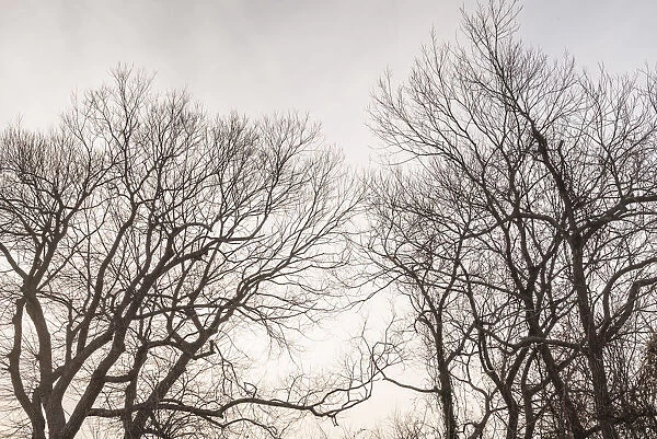 USA, Massachusetts, Cape Cod, Provincetown. Bare tree
