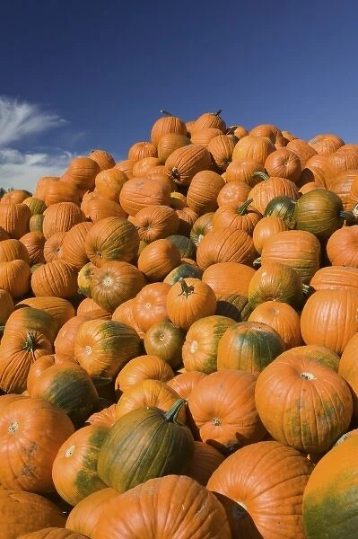 USA, Massachusetts, Central, CONCORD: Pumpkins  /  Autumn