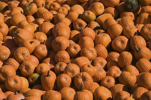 USA, Massachusetts, Central, CONCORD: Pumpkins  /  Autumn