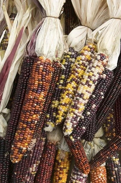 USA, Massachusetts, Central, CONCORD: Dried Native Corn  /  Autumn