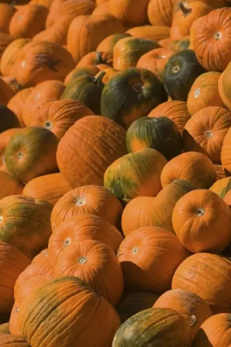 Framed Print : USA, Massachusetts, Central, CONCORD: Pumpkins / Autumn Framed Print : USA, Massachusetts, Central, CONCORD: Pumpkins / Autumn