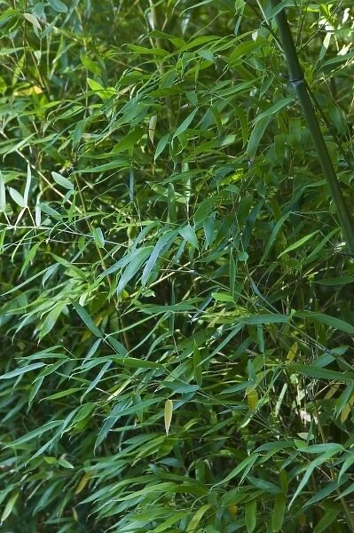 USA, MASSACHUSETTS, Chappaquiddick Island: Bamboo Forest  /  Mytoi Japanese Garden