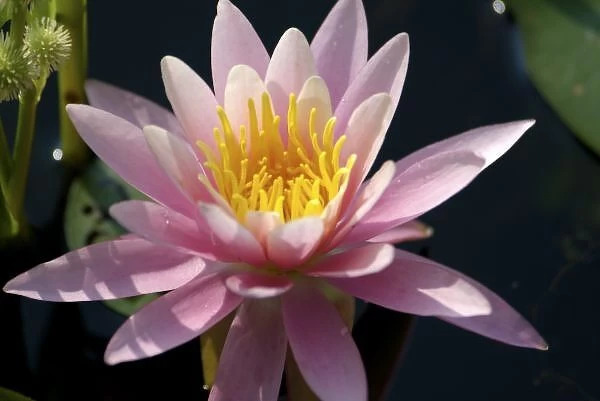 USA, Massachusetts, Great Barrington, lily pad flower